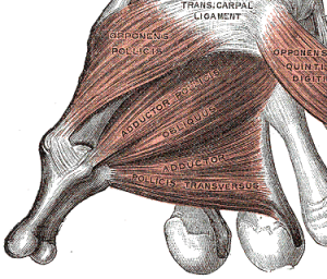 Adductor_pollicis