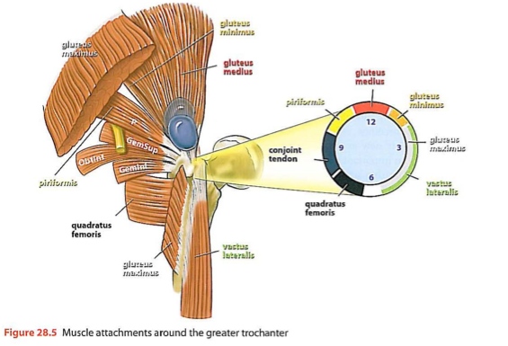 Lesser Trochanter Muscle Attachments